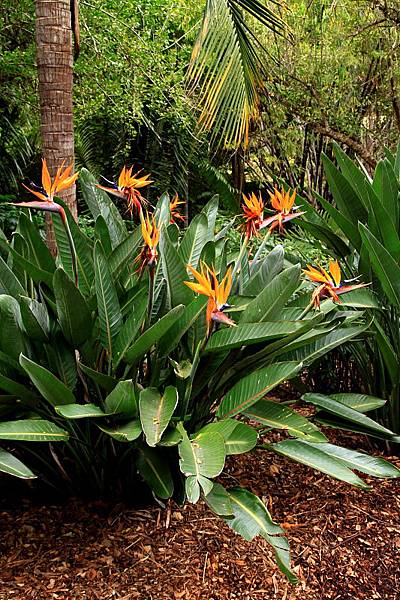 Botanic Gardens_35.JPG