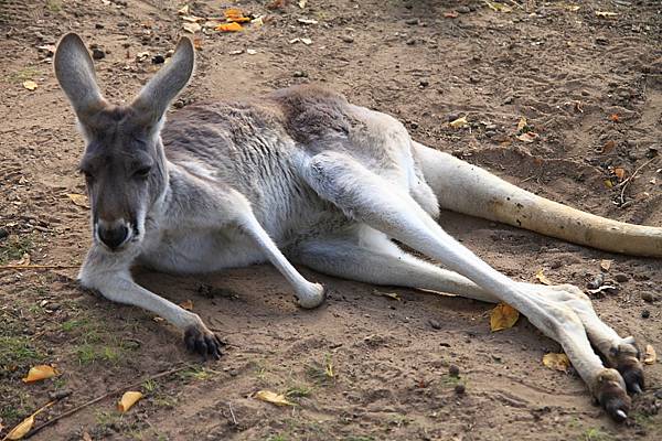 kangaroo_09.JPG