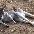 kangaroo_09.JPG