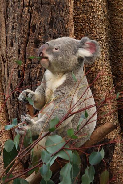 Koala_22.JPG