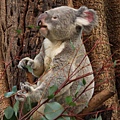 Koala_22.JPG