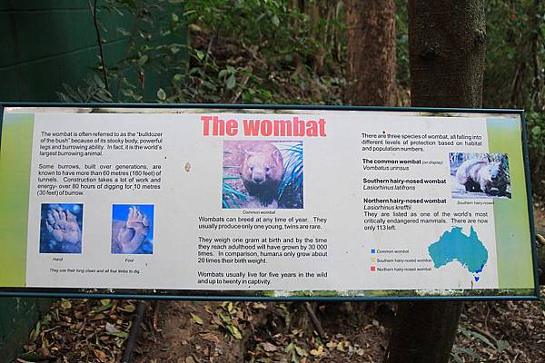 Wombat_01.JPG