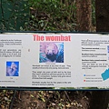 Wombat_01.JPG