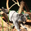 Koala_04.JPG