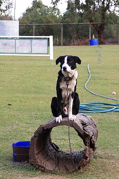 dog sheep show_08.JPG