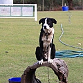 dog sheep show_08.JPG