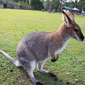 kangaroo_15.JPG