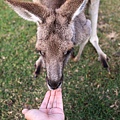 kangaroo_05.JPG