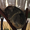 Koala_11.JPG