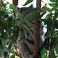 Koala_10.JPG