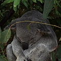 Koala_25.JPG