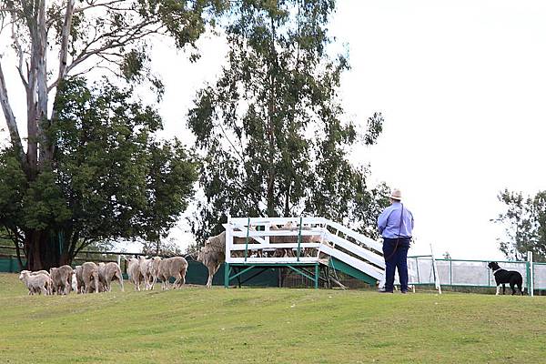 dog sheep show_05.JPG