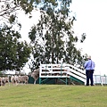 dog sheep show_05.JPG