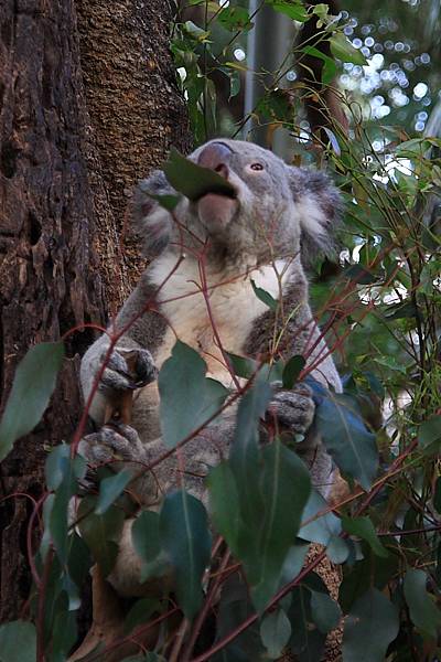 Koala_16.JPG