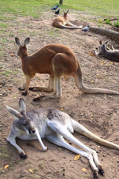 kangaroo_11.JPG