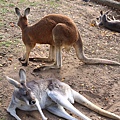 kangaroo_11.JPG