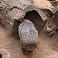 Wombat_03.JPG