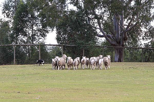 dog sheep show_02.JPG