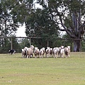 dog sheep show_02.JPG