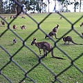 kangaroo_02.JPG