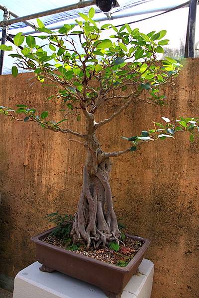 Botanic Gardens_17.JPG