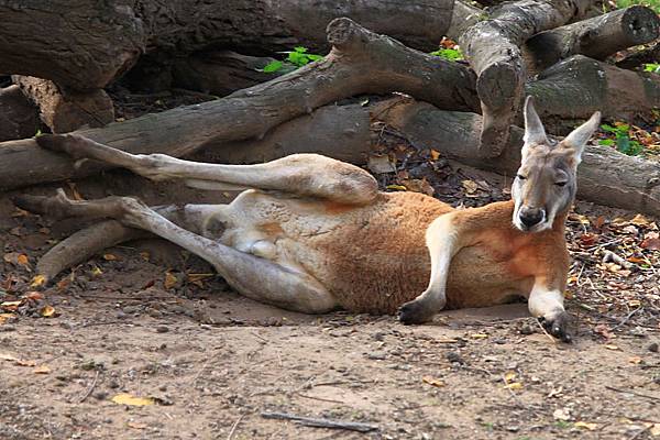 kangaroo_10.JPG