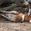 kangaroo_10.JPG