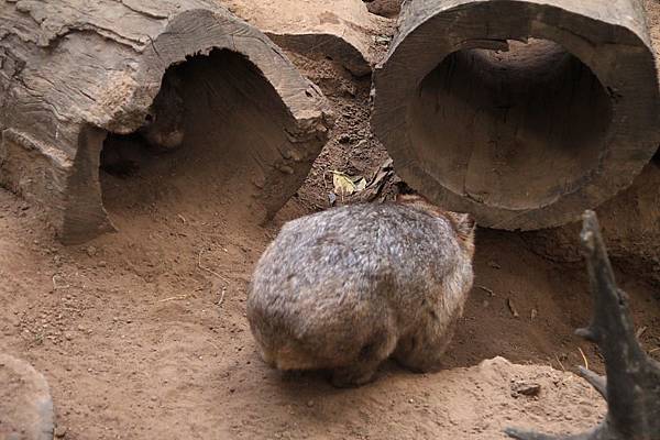 Wombat_04.JPG