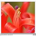 紅筆鳳梨的花1.jpg