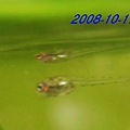 蓋斑小魚0 IMG_3246.jpg