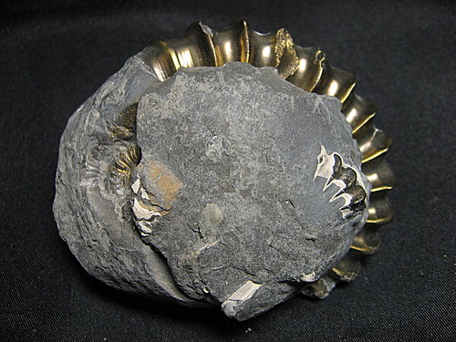 母女子情深-德国黄铁矿化菊石