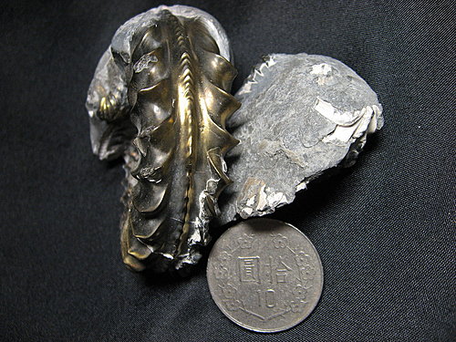 母女子情深-德国黄铁矿化菊石