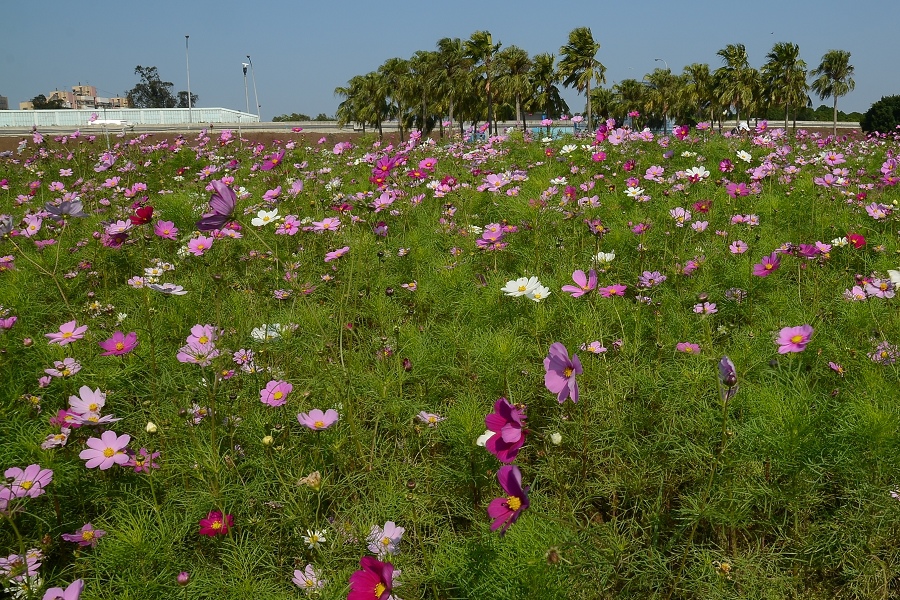 花海.jpg