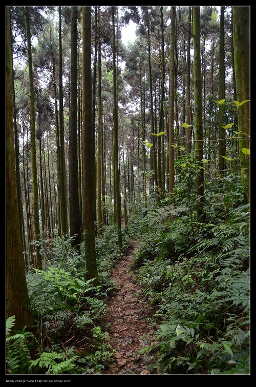 杉林步道.jpg