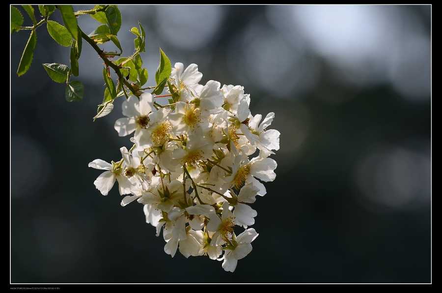 野薔薇.jpg