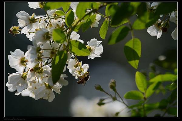 野薔薇3.jpg