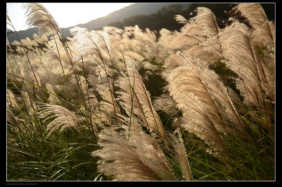 芒草.jpg 芒草.jpg