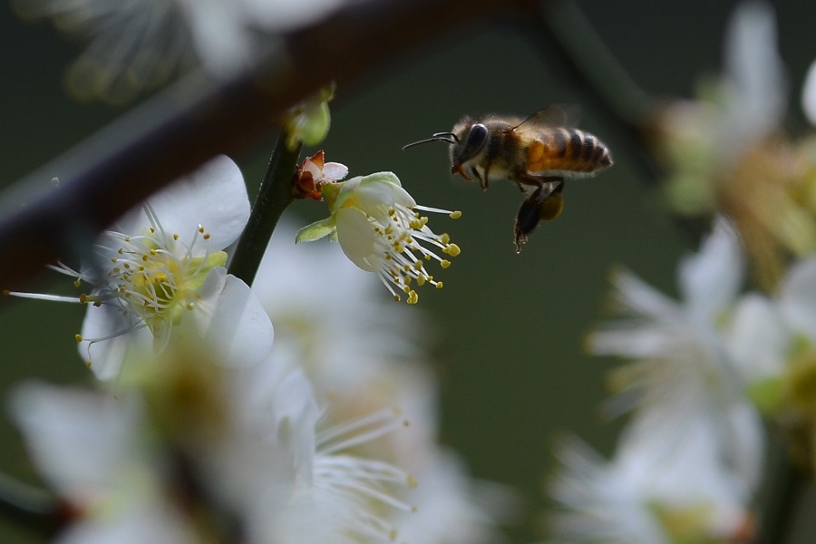 蜜蜂9.jpg