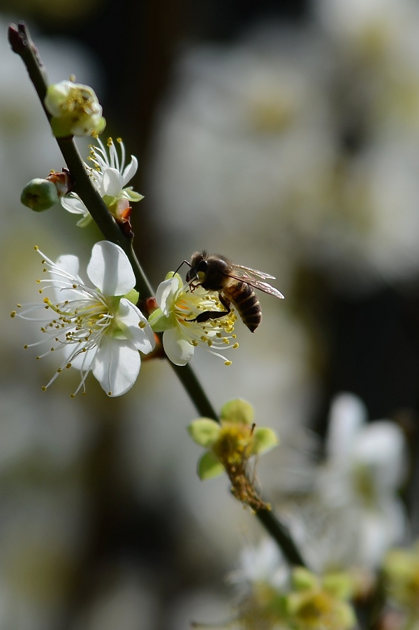 蜜蜂12.jpg