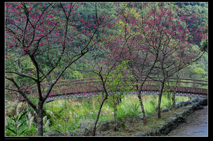 櫻花1.jpg 櫻花1.jpg