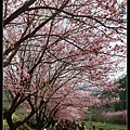 櫻花樹1.jpg