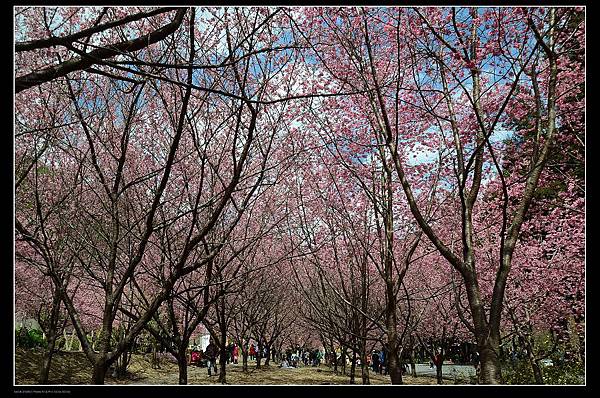 櫻花樹林.jpg