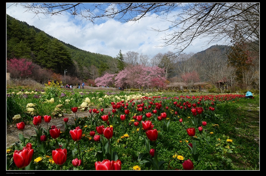 花田1.jpg 花田1.jpg