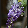 紫藤花4.jpg