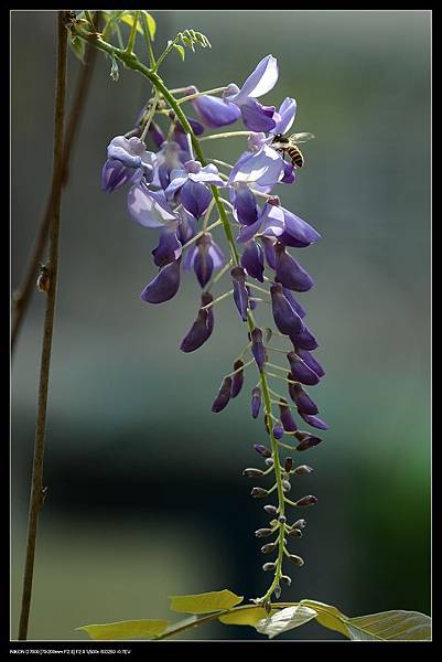 紫藤花蜜蜂.jpg