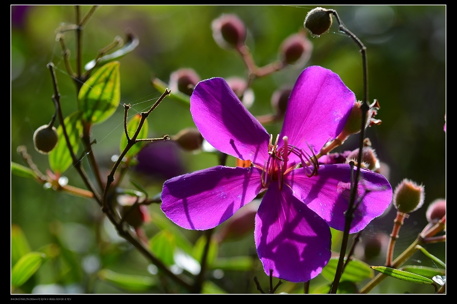 紫花1.jpg