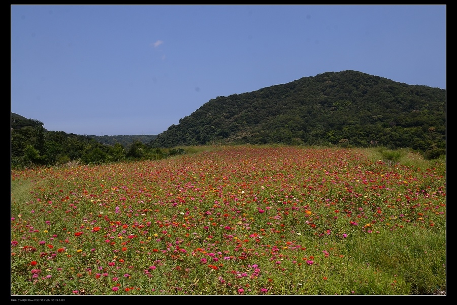 花田.jpg