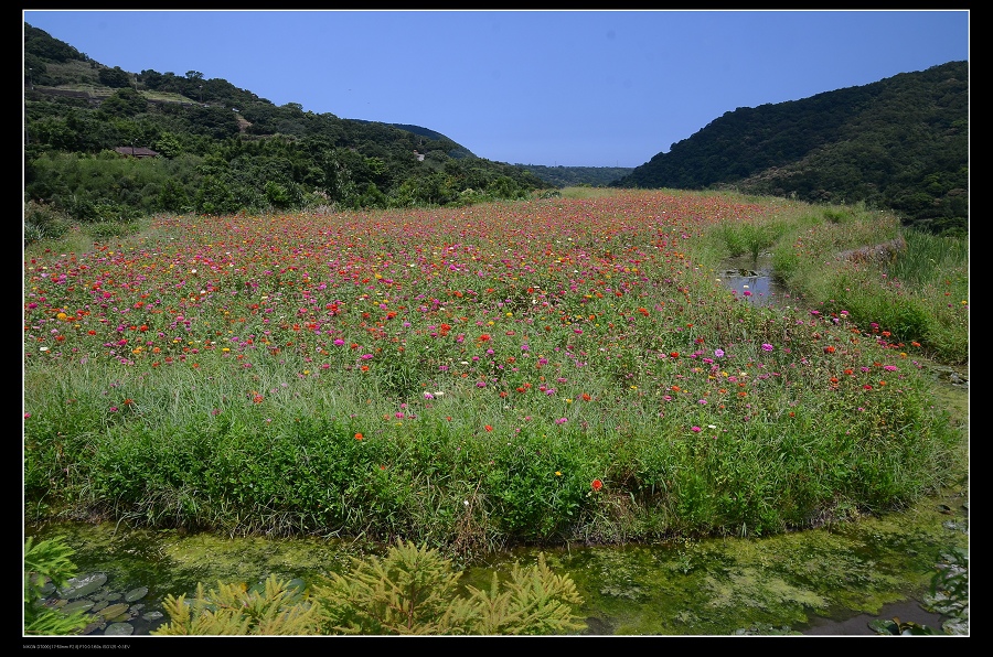 花田1.jpg