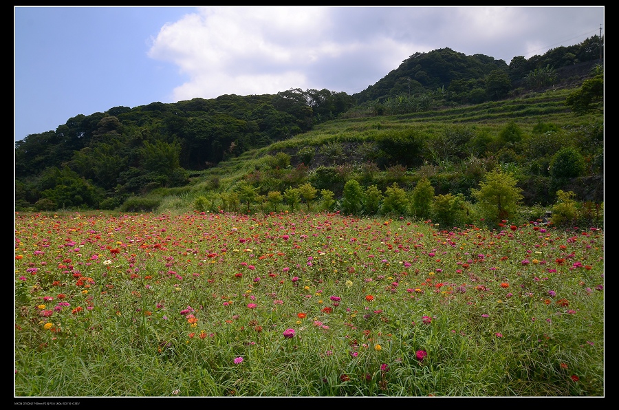 花田2.jpg