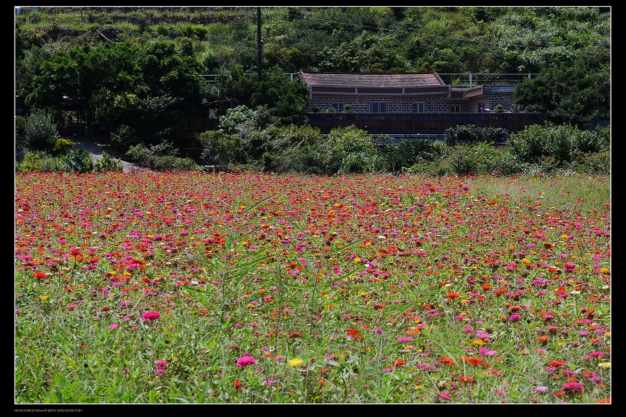 花田3.jpg